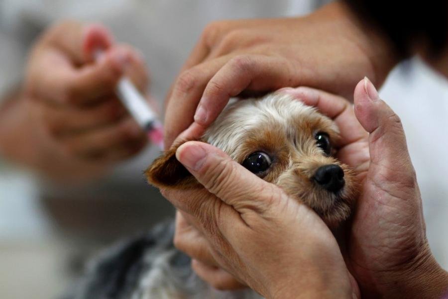 Campanha Antirrábica começa na próxima semana com atendimento para microchipagem