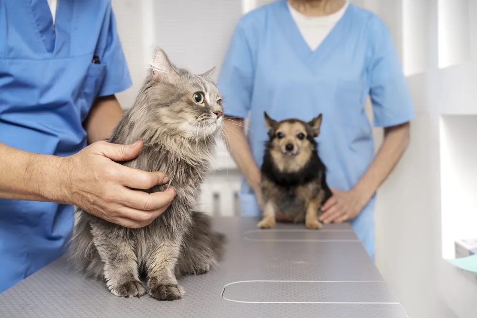 Prefeitura amplia programa gratuito de castração de cães e gatos